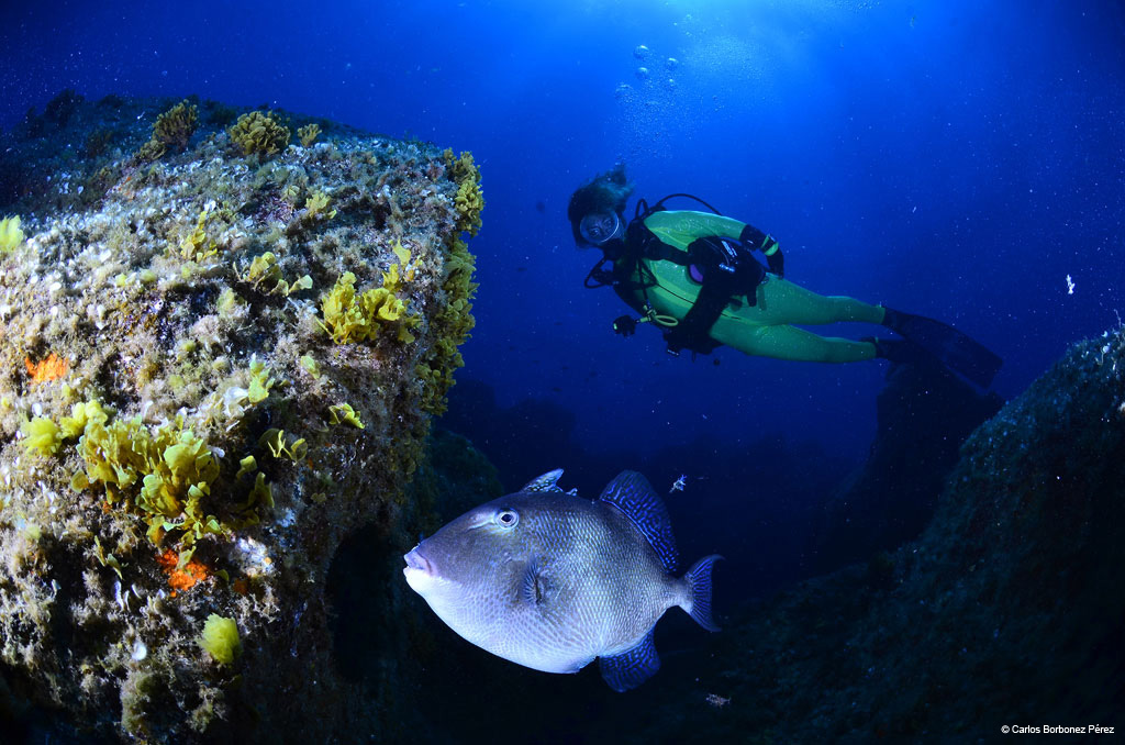 Plongeur à côté d’un poisson près d’un récif dans les eaux de Tenerife.