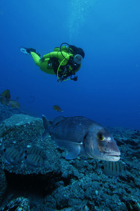 Snorkeleur à côté de la pêche dans l’océan près de Tenerife.