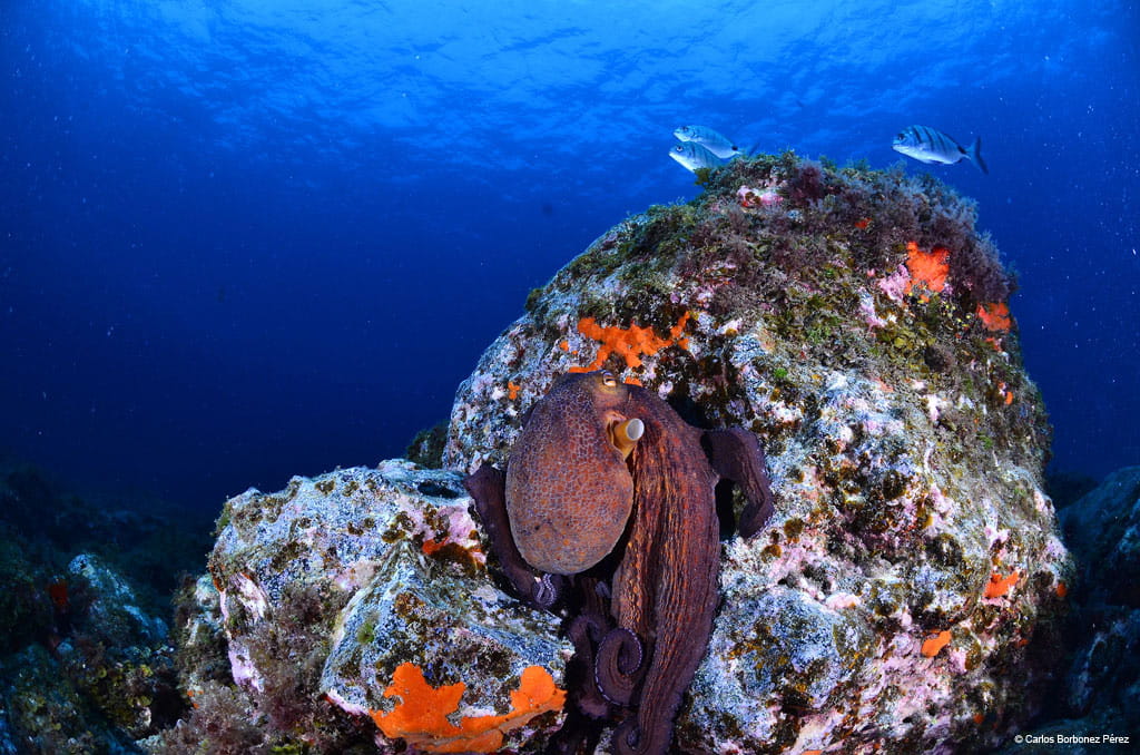 Pieuvre sur un fond rocheux sous-marin à Tenerife, accompagné de deux poissons nageurs.