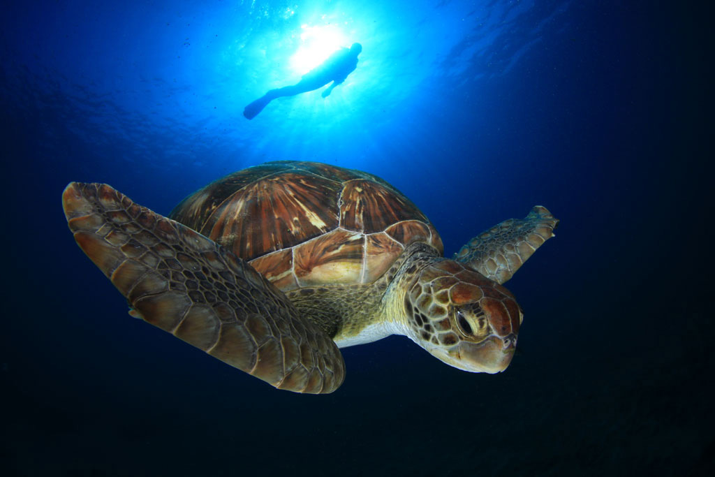 Tortue nageant dans la mer près de la côte de Tenerife.