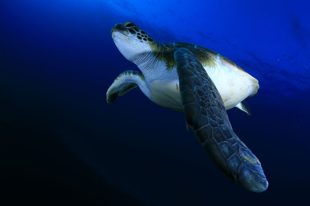 Tortue de mer nageant dans la mer près de Tenerife.