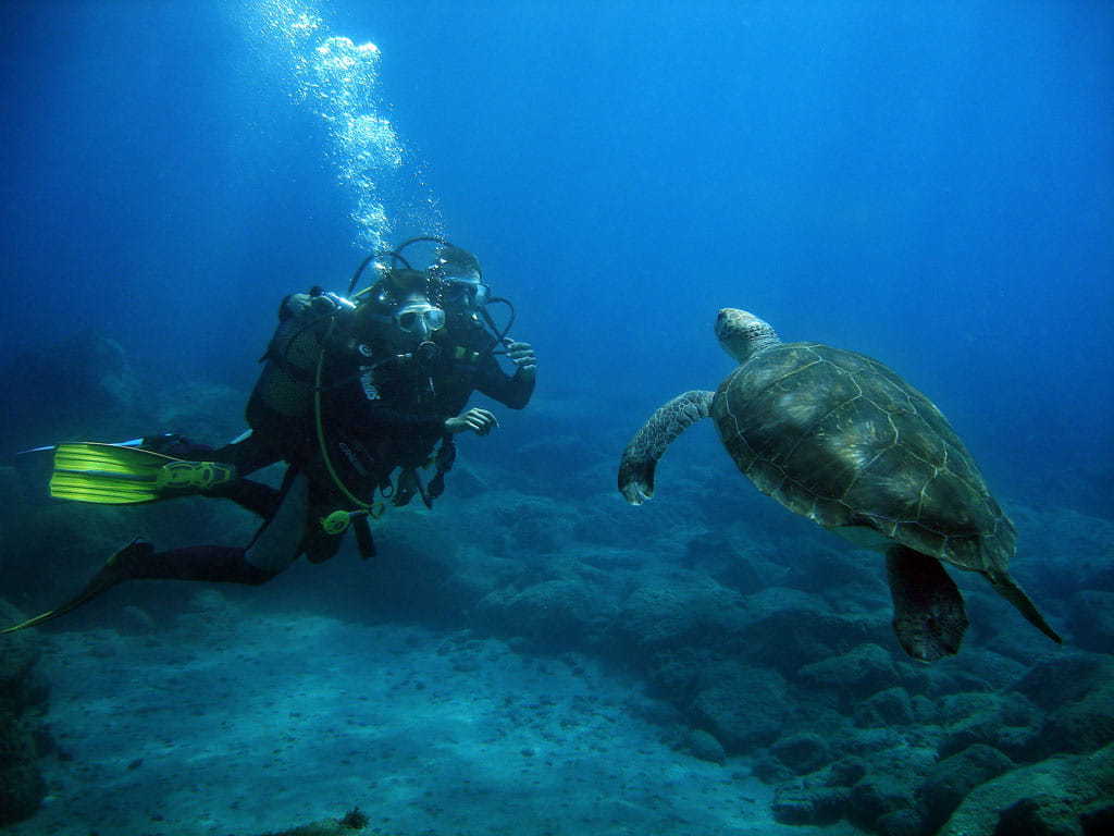 Plongeur avec une tortue marine dans les eaux de Tenerife.