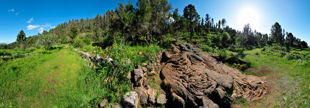 Un sentier vert et rocheux dans une forêt de Tenerife sous un ciel clair.