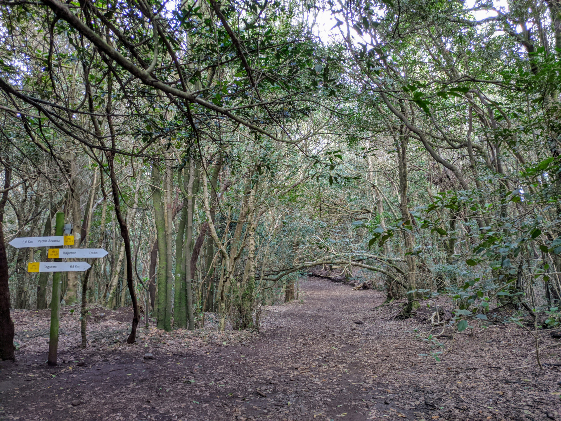Sentier forestier avec un panneau directionnel vers Pedro Álvarez, Bajamar et Tegueste à Tenerife.