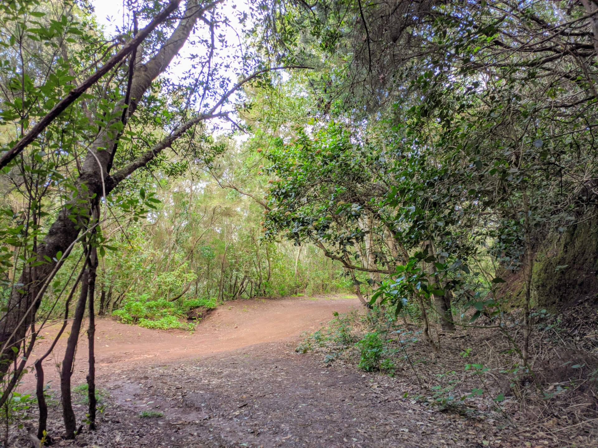 Sentier entouré d’arbres à Anaga, Tenerife.
