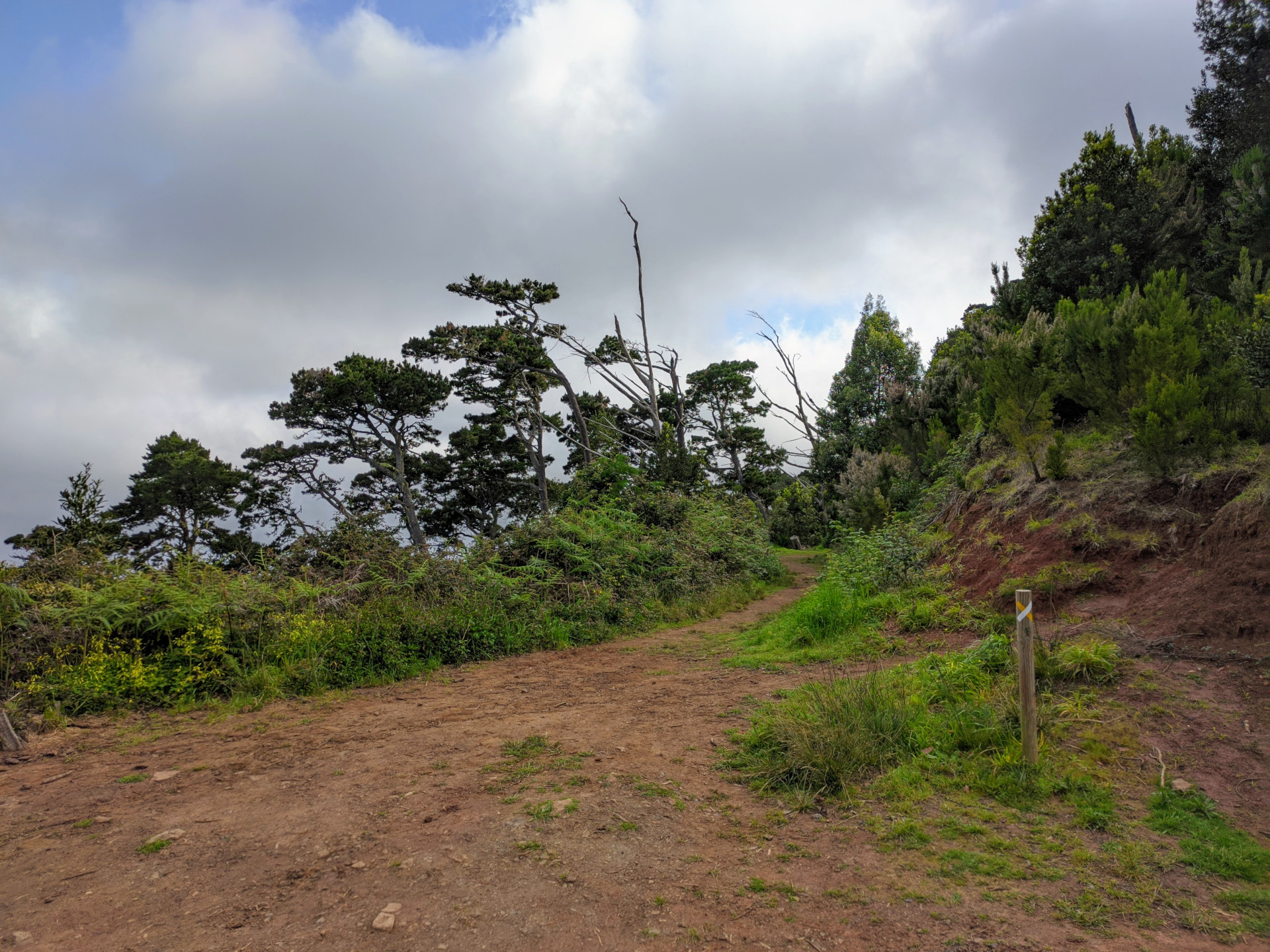 Un sentier entouré de verdure à Anaga, Tenerife, sous un ciel nuageux.