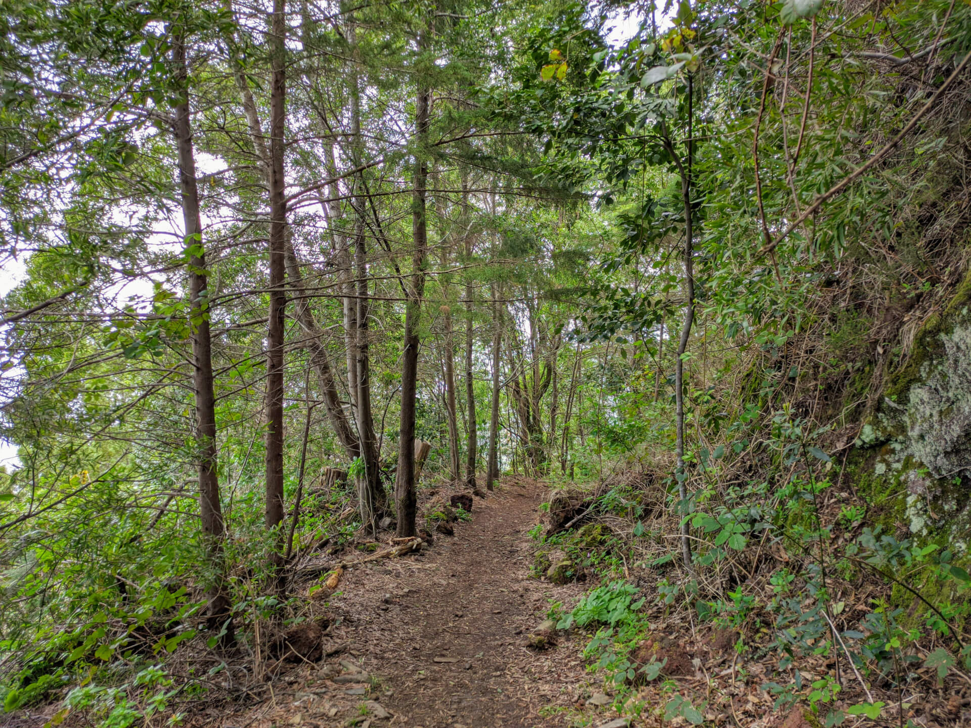 Sentier boisé à La Laguna, Tenerife, entouré d’arbres et d’une végétation abondante.