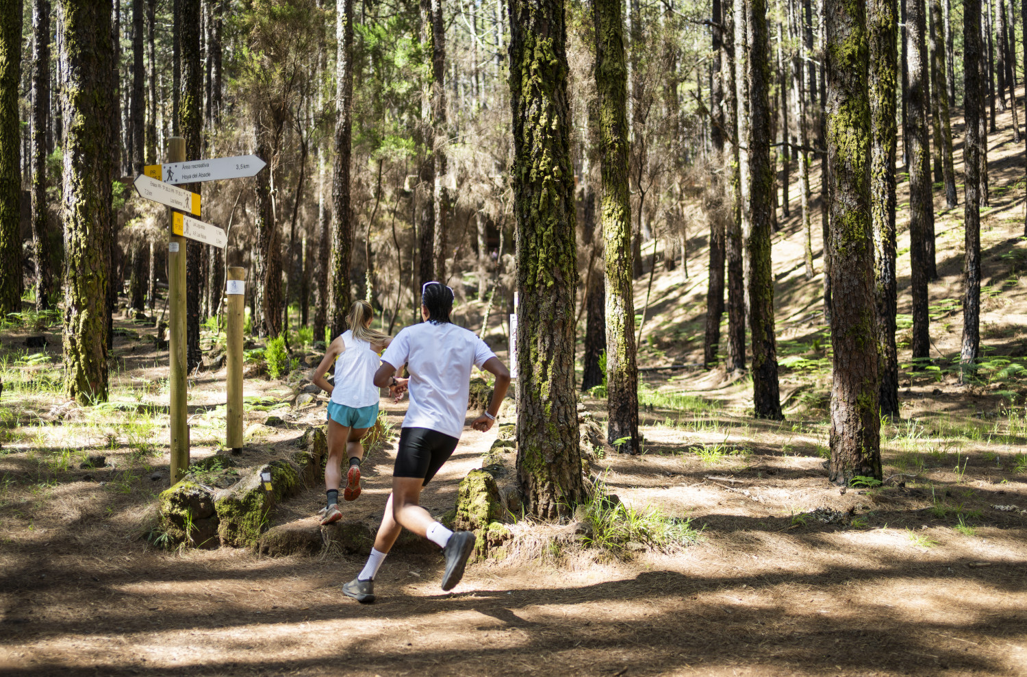 Coureurs sur un sentier forestier à La Esperanza, Tenerife, avec des panneaux de parcours.
