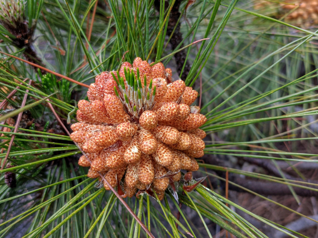 Pomme de pin canarien dans l’environnement naturel de Tenerife.