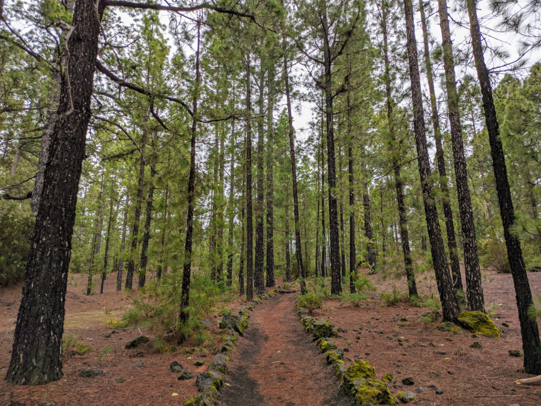 Sentier parmi les pins à La Orotava, Tenerife.