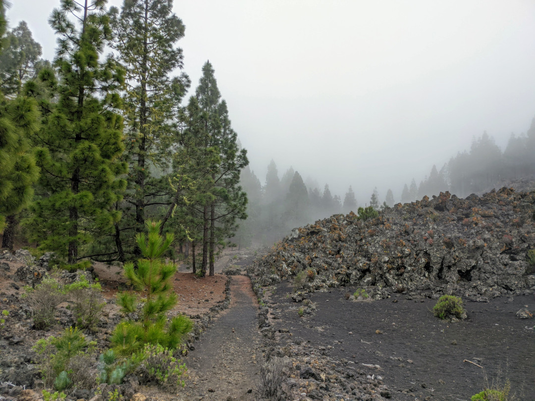 Sentier parmi les pins dans la forêt de nuages avec un terrain volcanique à Tenerife.