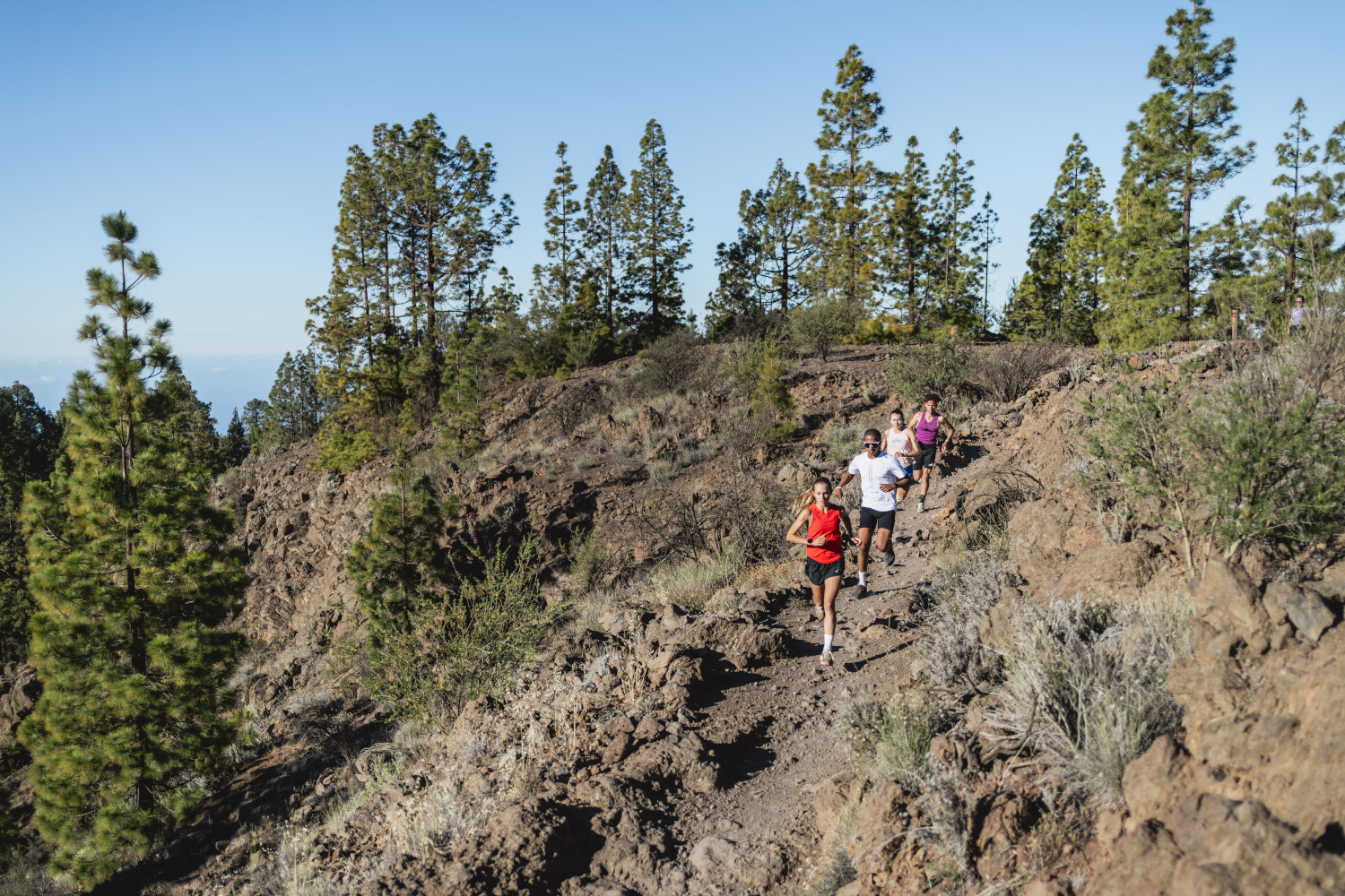 Coureurs sur des sentiers de montagne à Tenerife entourés de pins.