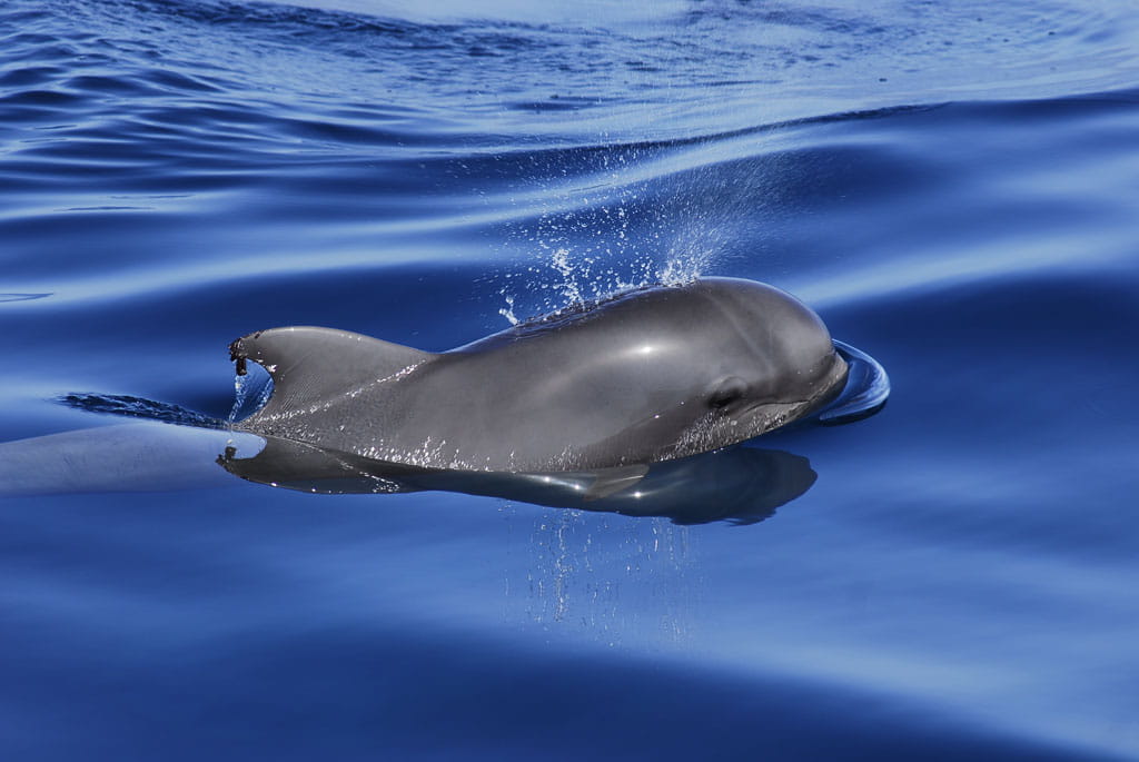 Globicéphale dans la mer près de Tenerife.