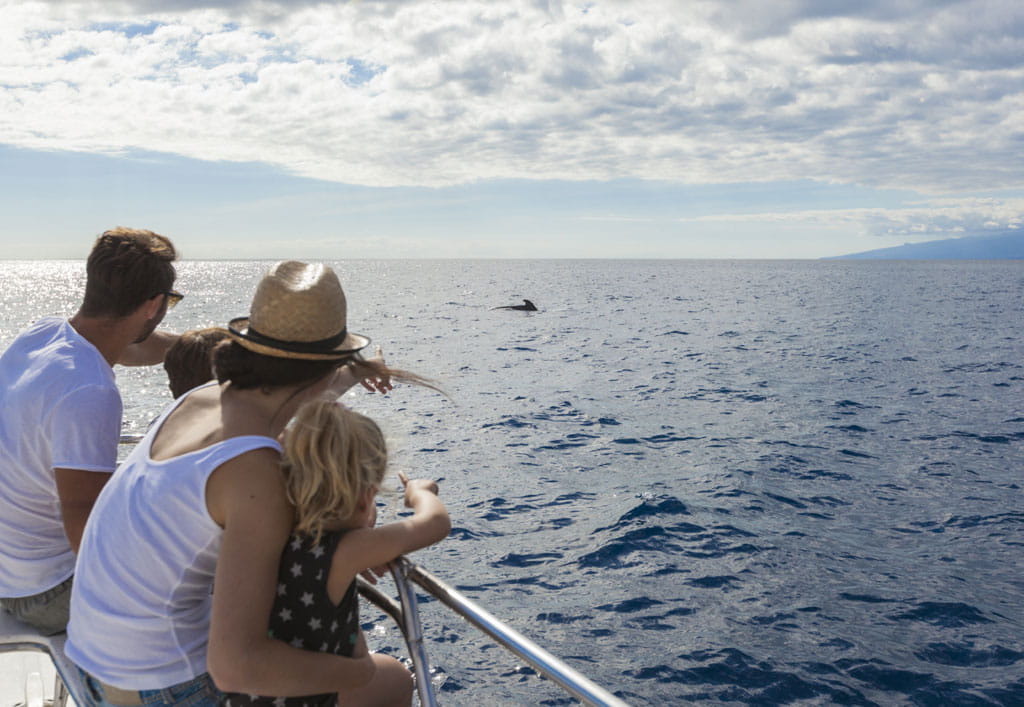 Famille observant des dauphins depuis un bateau à Tenerife.