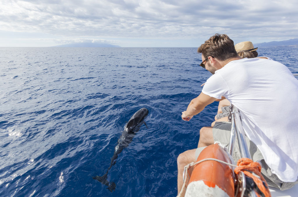 Des gens observant un dauphin depuis un bateau en mer à Tenerife.