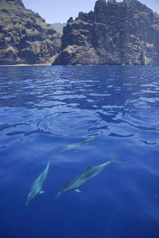 Des dauphins nageant près des falaises à Tenerife.