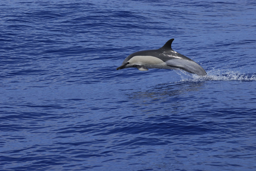 Dauphin sautant par-dessus la mer à Tenerife.