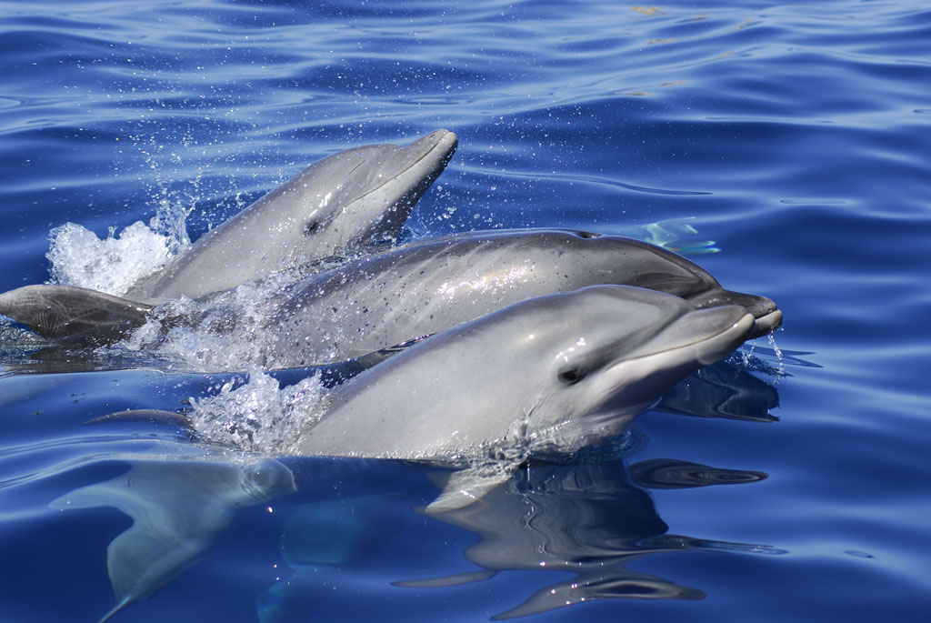 Des dauphins nageant dans les eaux près de Tenerife.