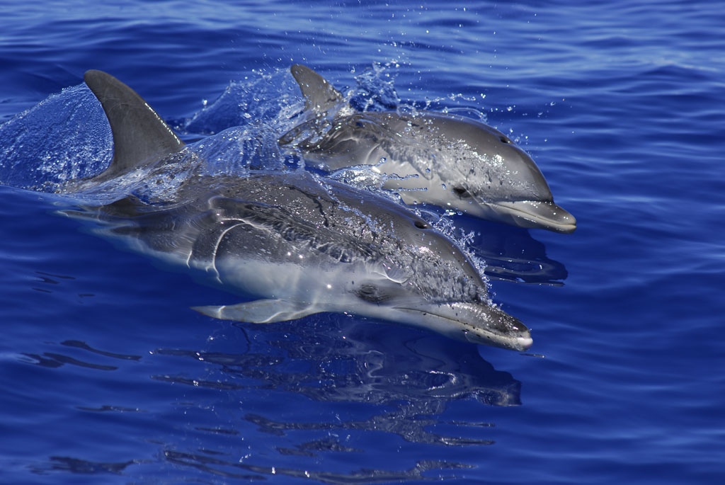 Deux dauphins nageant dans la mer de Tenerife.