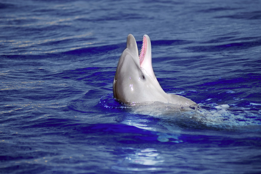 Dauphin nageant dans la mer près de la côte de Tenerife.
