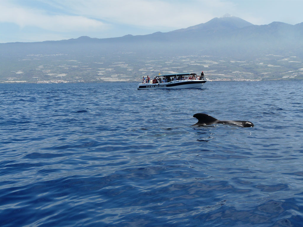 Bateau d’observation des baleines et globicéphalique au large de Tenerife.