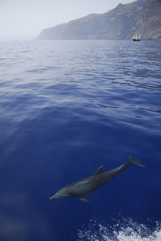Dauphin nageant près des falaises de Los Gigantes à Tenerife.