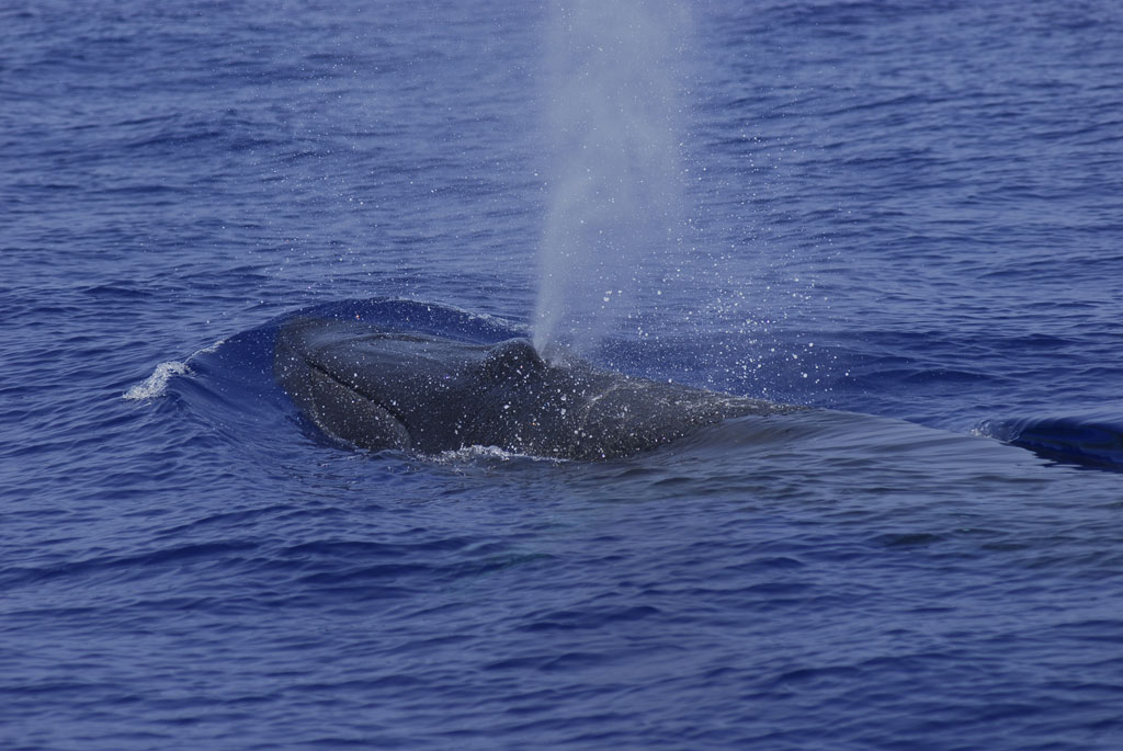 Une baleine émergeant et expulse de l’eau dans l’océan près de Tenerife.