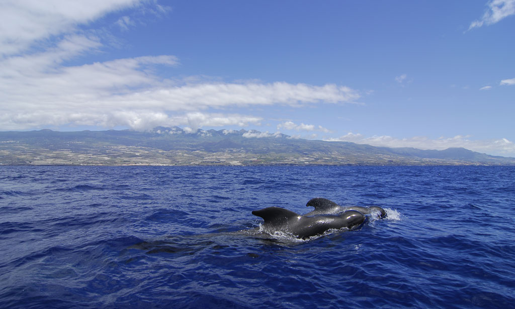 Globicéphalicé nageant dans la mer au large de Tenerife.