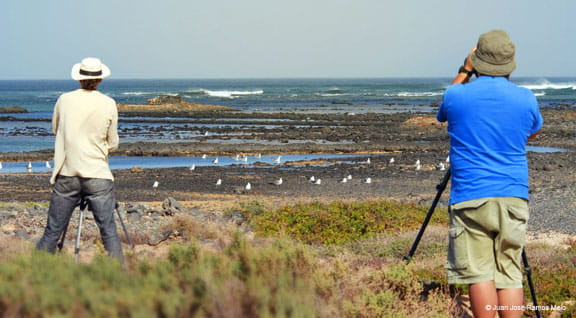 Observación de aves