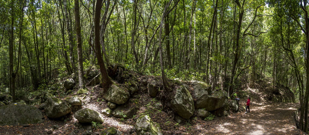 Sentier dans une forêt luxuriante de Tenerife avec deux personnes qui marchent.