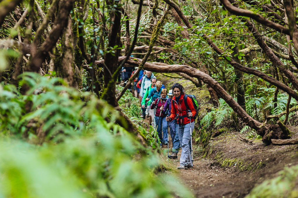 Groupe de randonneurs marchant le long d’un sentier forestier à Anaga, Tenerife.