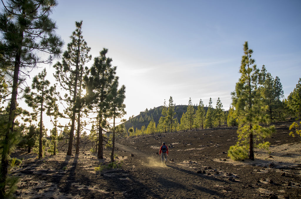 Randonneur parmi les pins dans le parc national du Teide, à Tenerife.