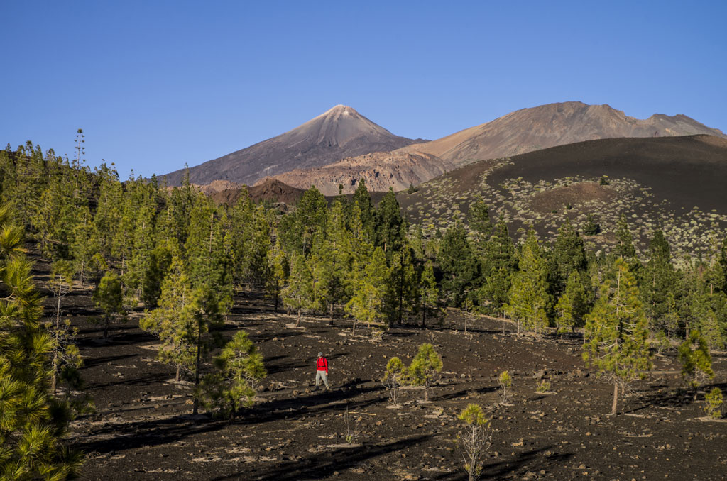 Paysage du mont Teide à Tenerife, pins et randonneur en veste rouge au premier plan.