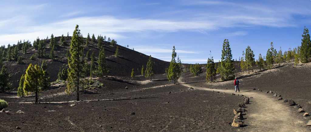 Sentier dans le paysage volcanique de Tenerife avec des pins et un ciel dégagé.
