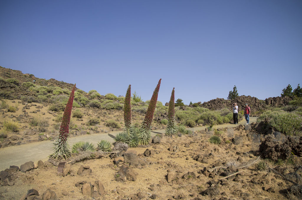 Parque Nacional del Teide - Tramo accesible Jardín Botánico