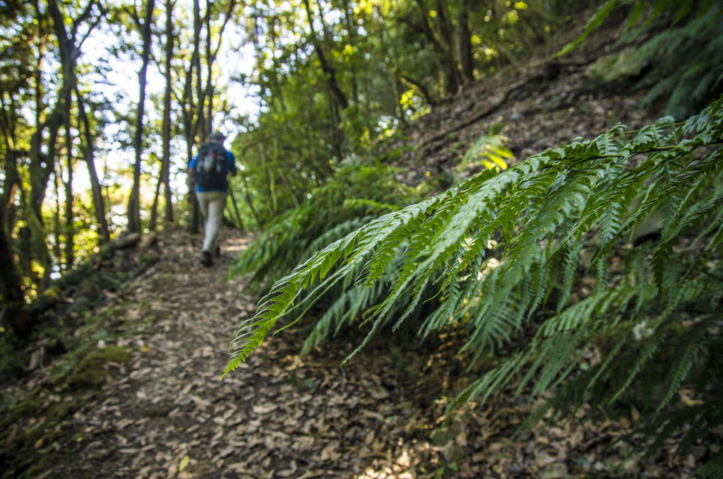 PR-TF 40 Ladera de Tigaiga