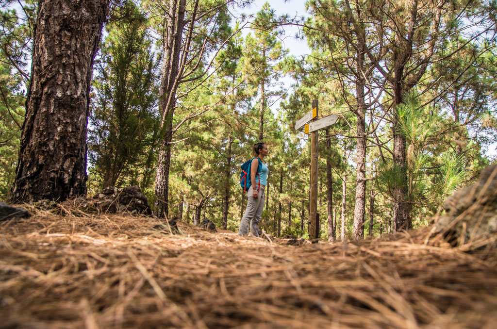 Personne devant un panneau de randonnée dans la forêt de Tenerife.