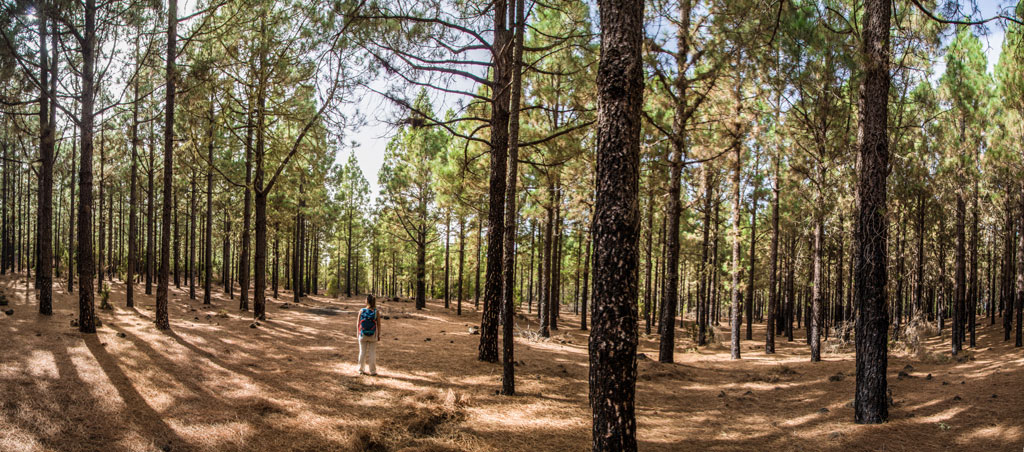 Personne se promenant dans une forêt de pins à Tenerife sous une lumière filtrée.