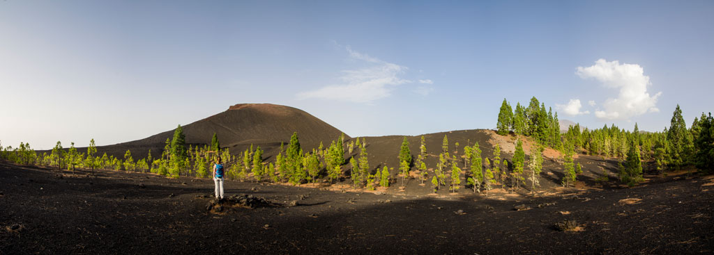 Plaines volcaniques avec des pins à Tenerife sous un ciel dégagé.