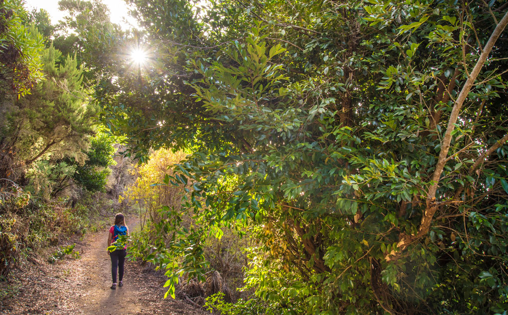 Sentier boisé à Tenerife avec une personne qui marche et le soleil qui brille à travers les arbres.