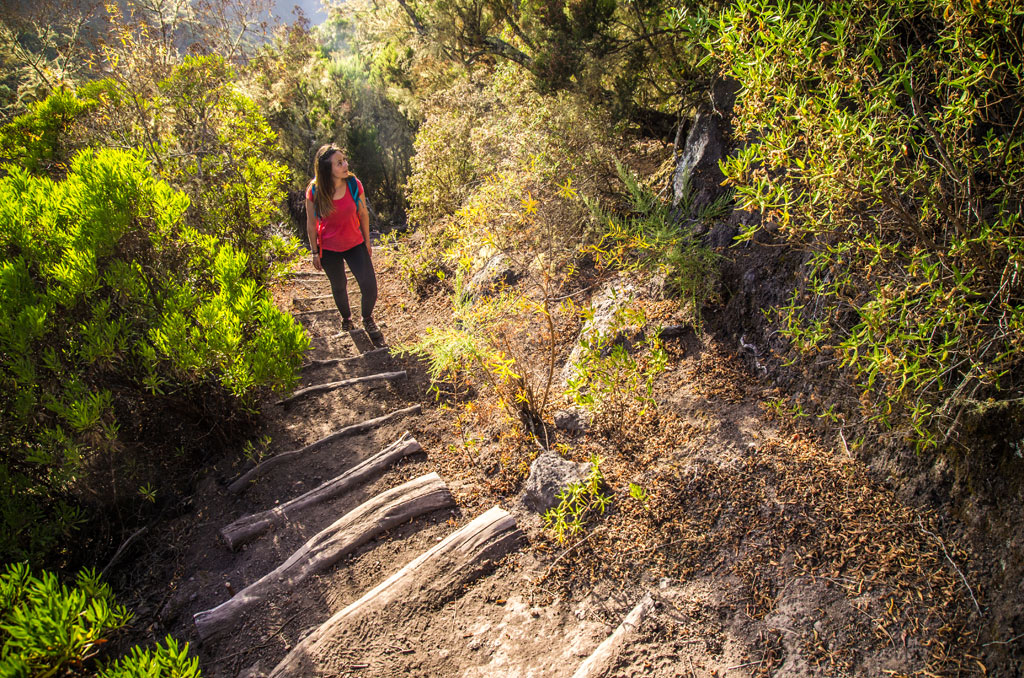 Personne marchant sur un sentier boisé à Tenerife.