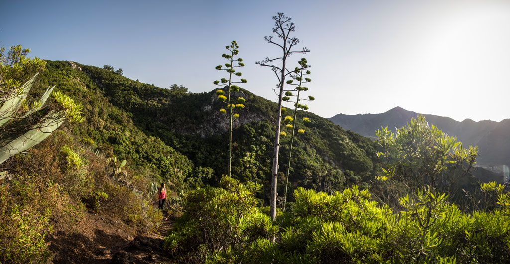 Sentier dans les montagnes d’Anaga, Tenerife, avec une personne marchant à travers la végétation.