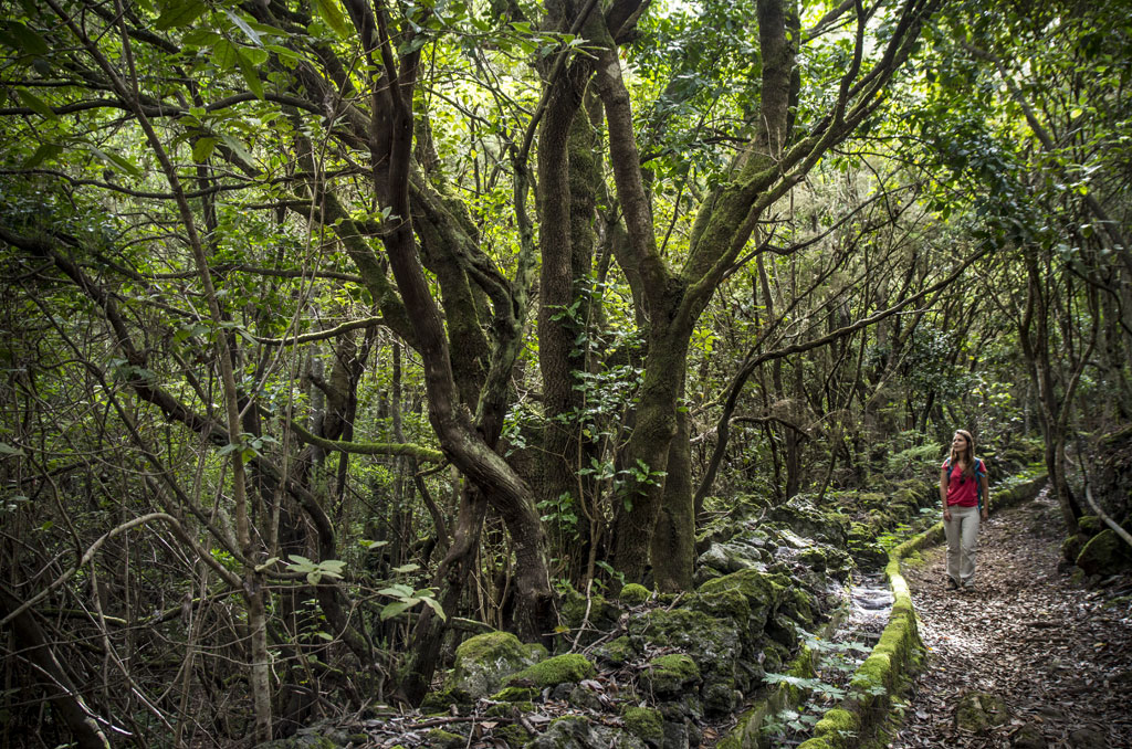 Sentier boisé à Anaga, Tenerife, avec une personne marchant parmi de grands arbres.