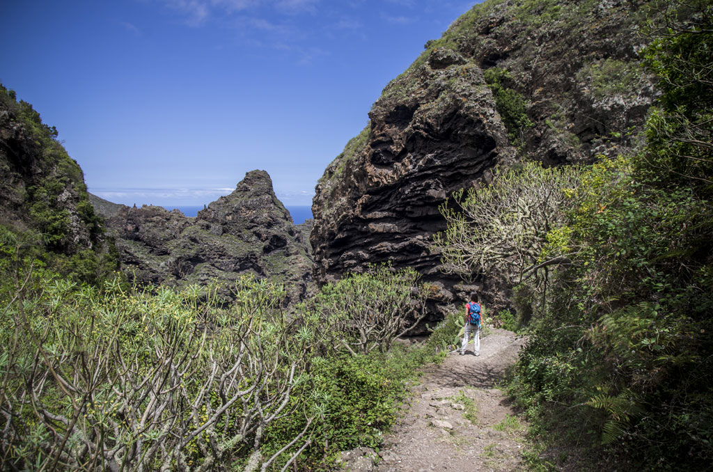 Sentier rocheux entouré de plantes dans le parc rural d’Anaga, à Tenerife.