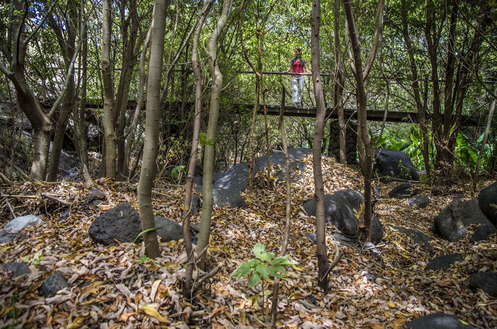 Personne sur un petit pont dans une forêt du Barranco del Infierno, Tenerife.