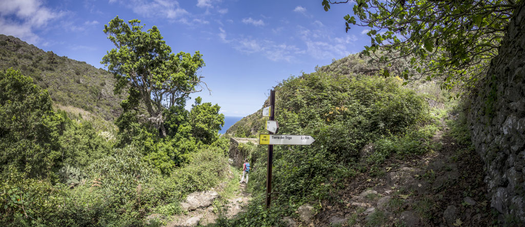 Sentier entouré de végétation à Tierra del Trigo, Tenerife, panneau vers la ville.