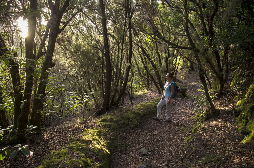 Personne marchant sur un sentier boisé à Anaga, Tenerife.
