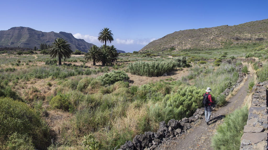 Sentier entre des palmiers dans une vallée montagneuse de Tenerife.