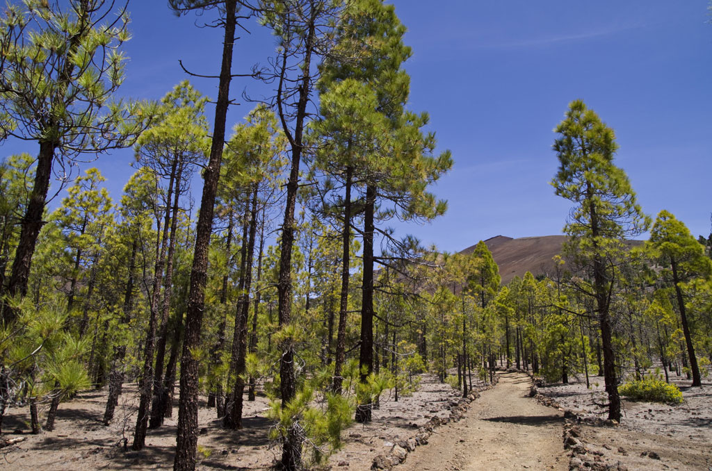 Sentier entouré de pins dans le parc national du Teide, Tenerife.