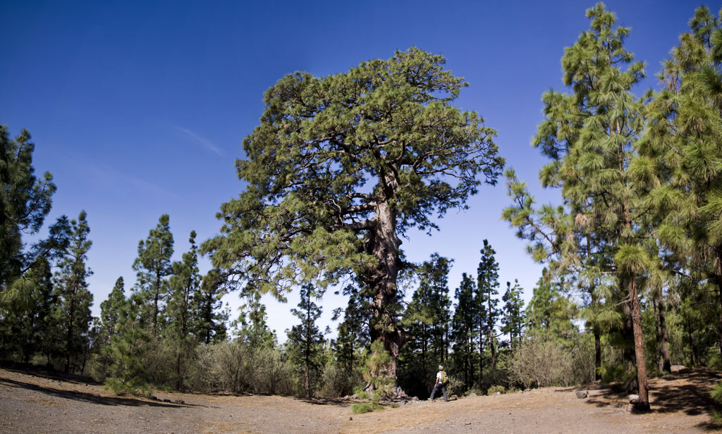 Pino Gordo à Vilaflor, Tenerife, entouré de forêt et d’un promeneur à proximité.